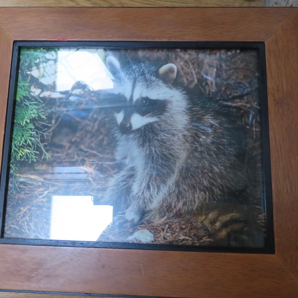 Vintage Framed RACCOON Photograph (K428) - Picture 4 of 5